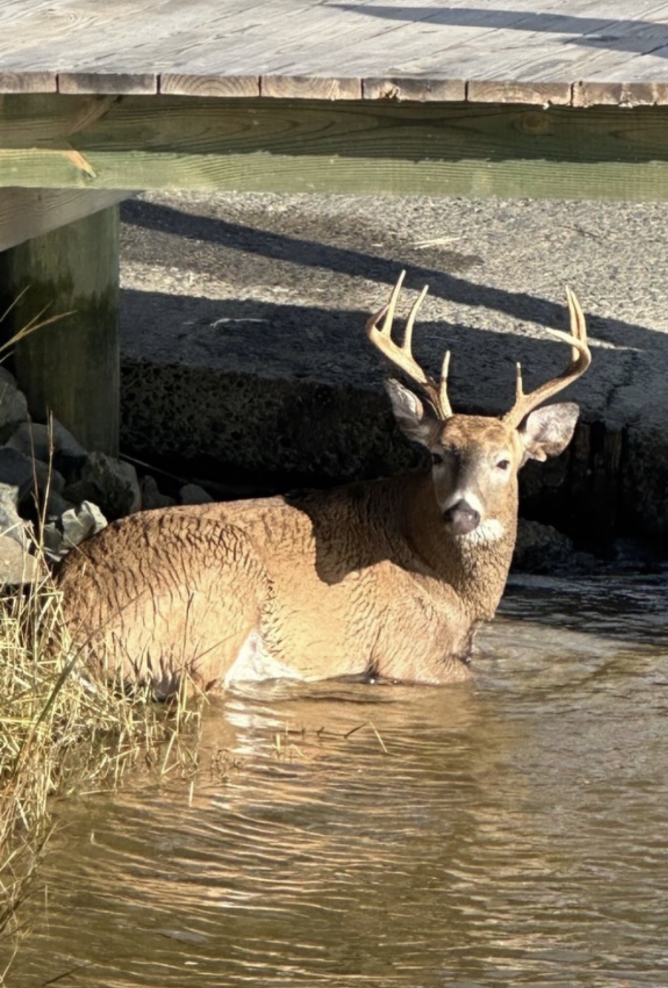 EHD deer in water